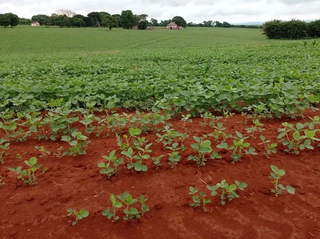Fazenda de 189 alqueires entre a Usina da Corol (Rolandia)  e - Foto 3