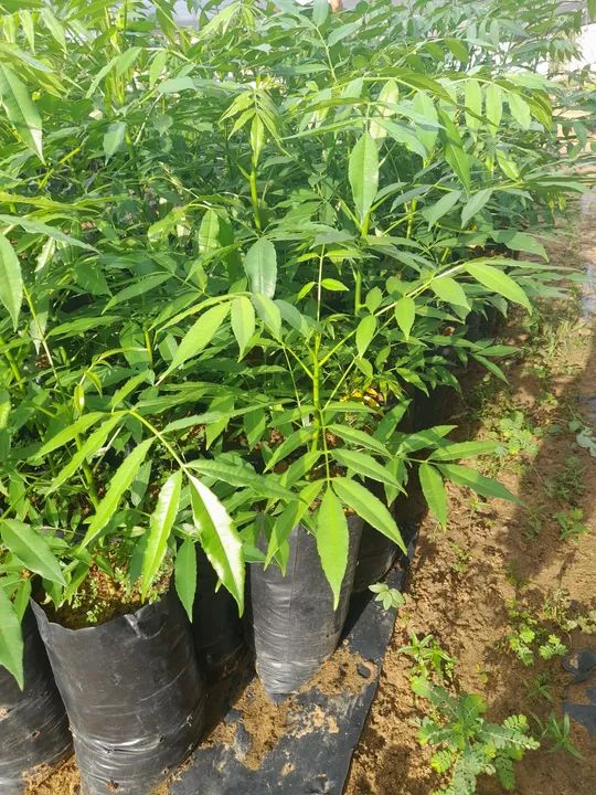 Mudas frutíferas  - Foto 6