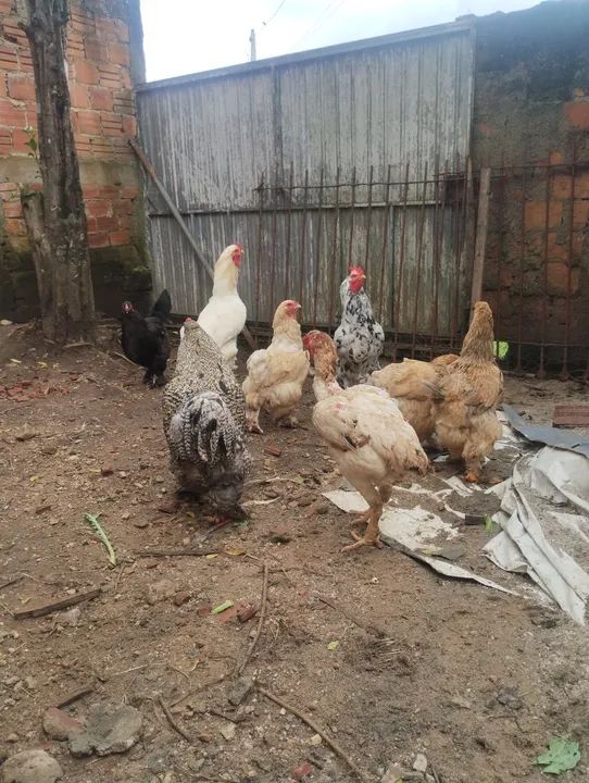 Lote de brahmas  - Foto 4