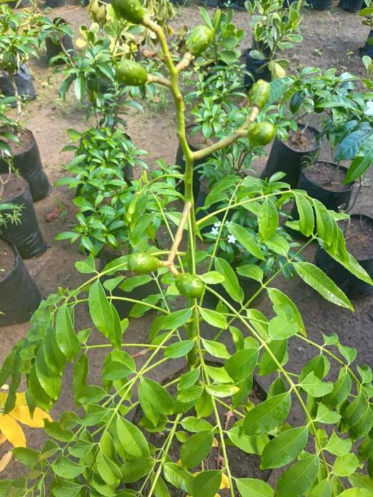 Cajarana 64310337546882120