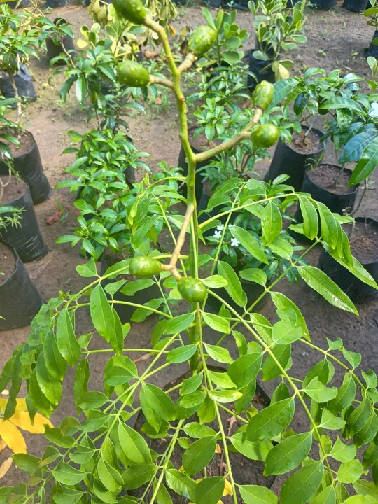 Cajarana