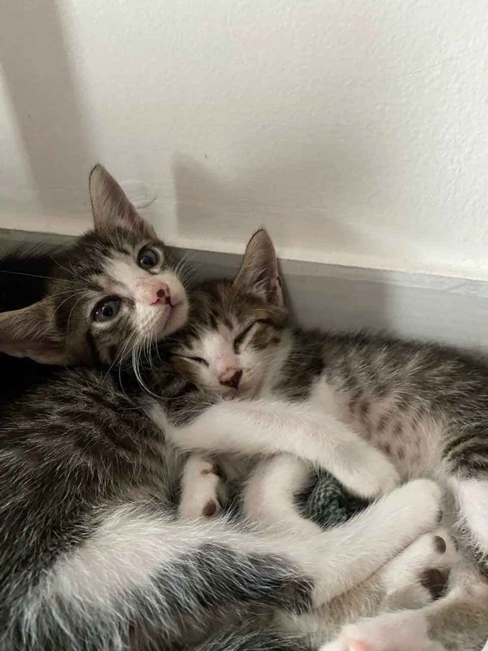 Gatinhos para adoção responsável