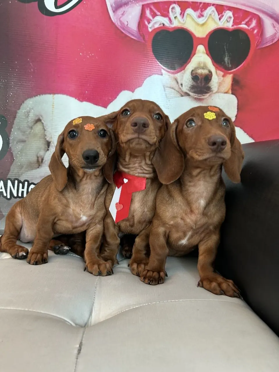 FILHOTE DE DASCHUND (Salsichinha) 