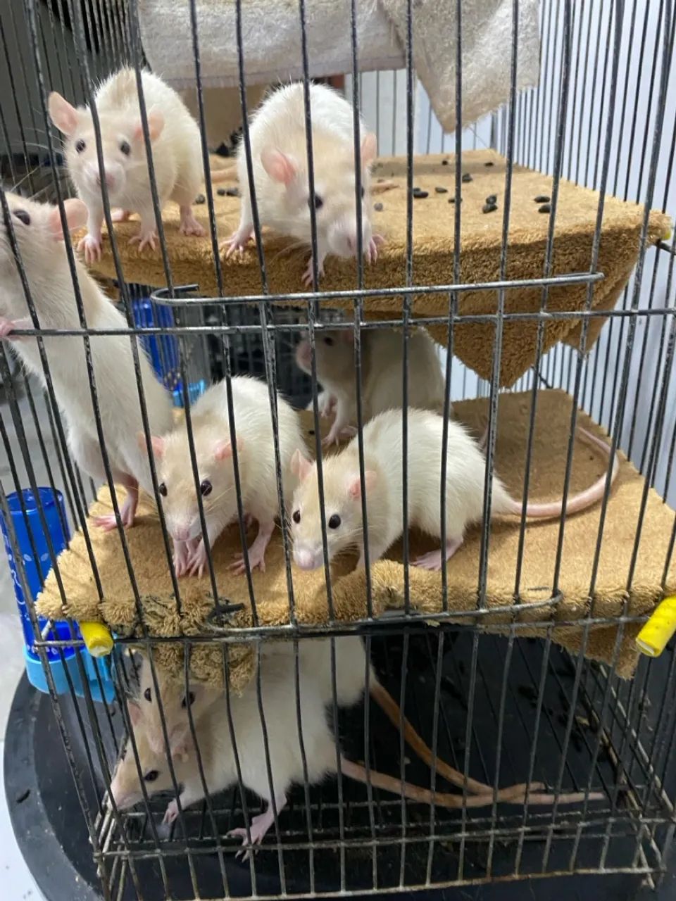 Roedores de estimação  - Foto 3