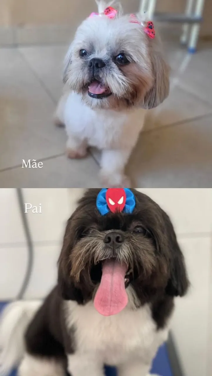 Shih Tzu Filhote - Pais Campeões