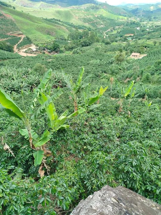 Mudas de banana da terra maranhao - Foto 4