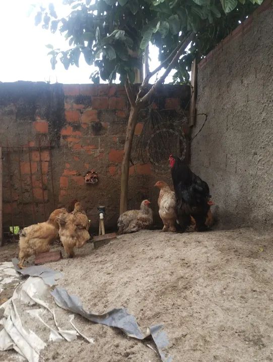 Lote de brahmas  - Foto 3