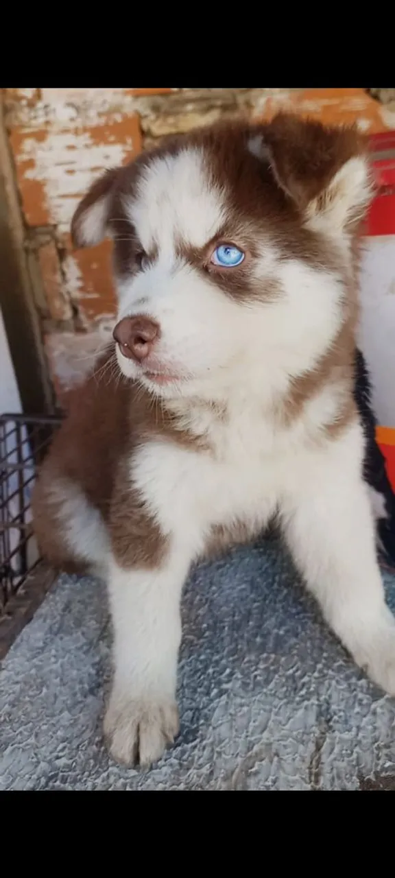 Filhote de Husky Siberiano com olhos azuis
