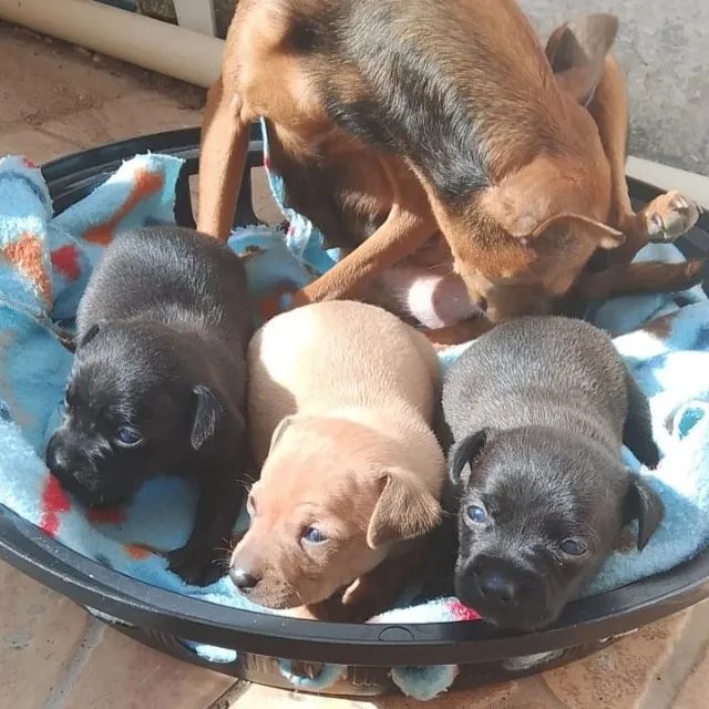 Filhotes de Pinscher Macho à Venda - Excelente Oportunidade - Foto 2