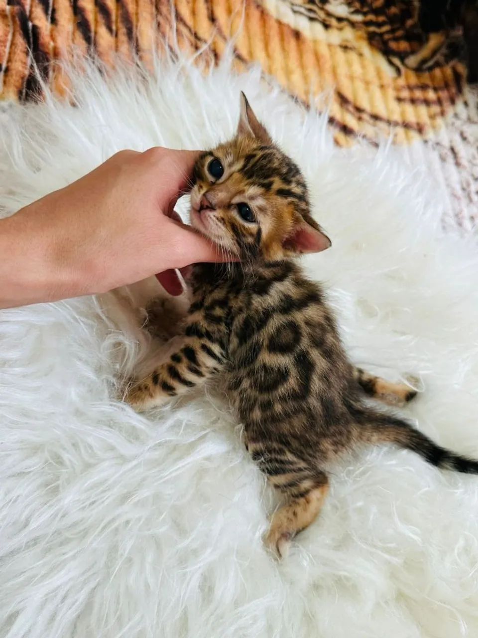 Lindos filhotes de bengal 