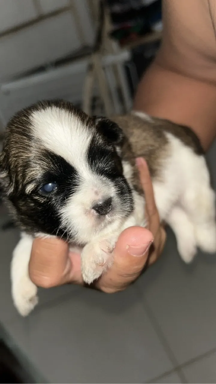 Shih tzu 