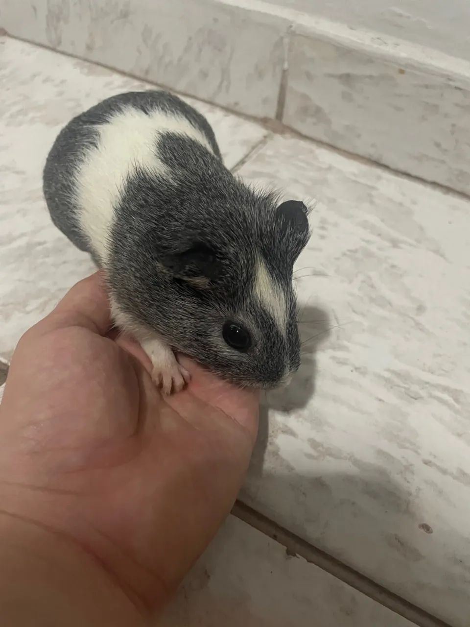 porquinhos da Índia de pêlo curto, médio e longo  - Foto 6