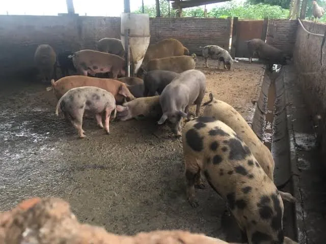 Leitao a Venda 