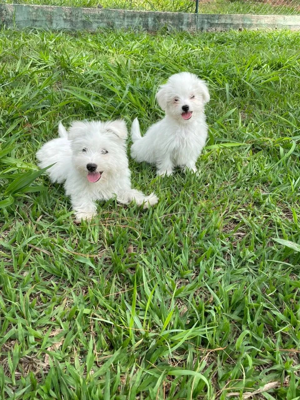 VENHA BUSCAR O SEU COTON DE TULEAR COM A GENTE.AQUI O SEU FILHOTE É CRIADO POR VETERINÁRIA - Foto 4