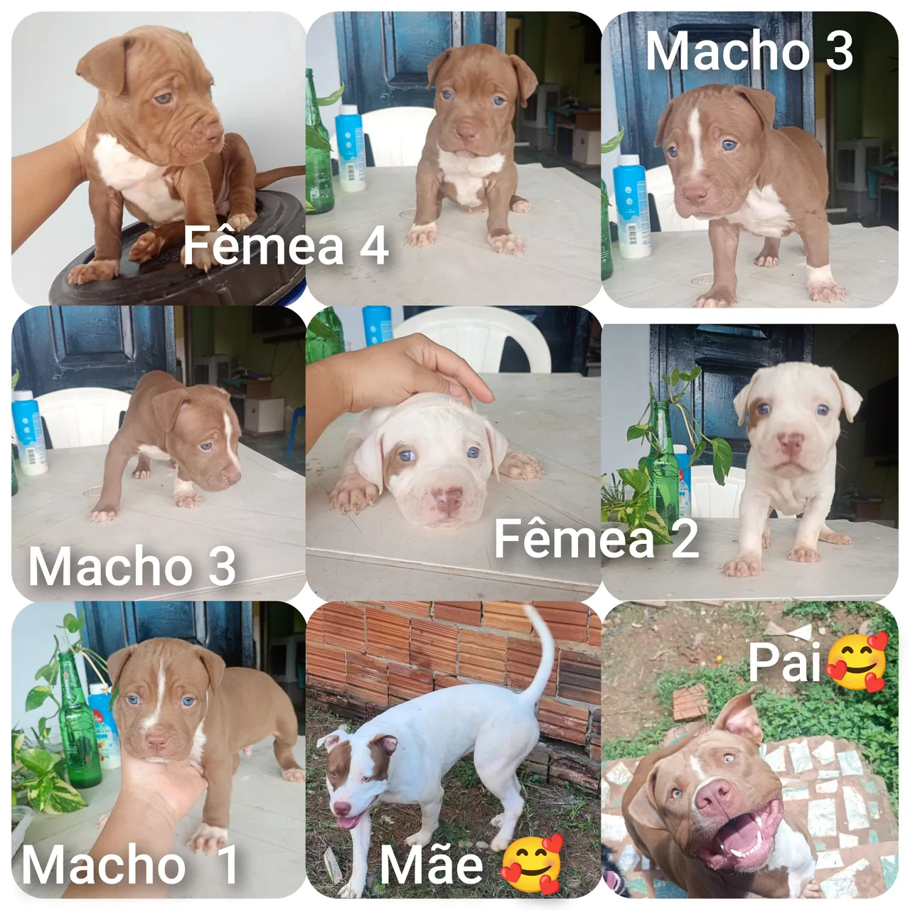 Filhotes de Pitbull