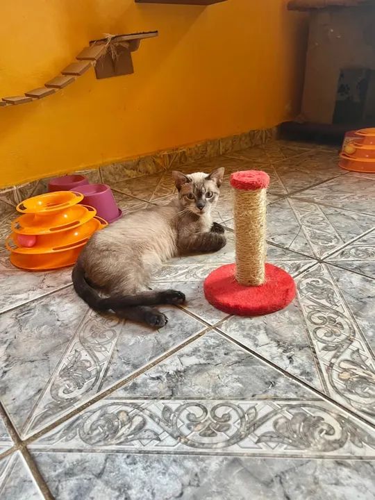 Gata com olhos azuis para adoção responsável  - Foto 3