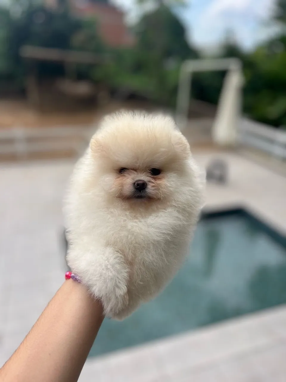 Lulu da pomerania Ursinho - verdadeiro BABY FACE
