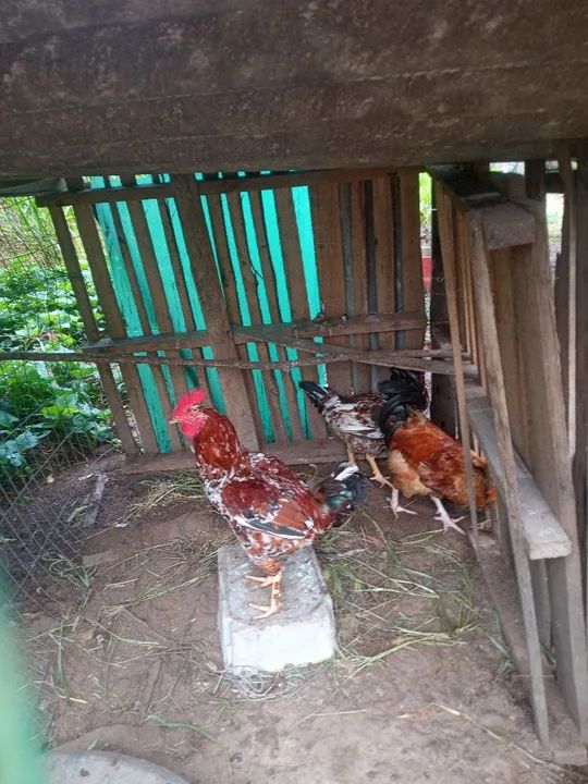 Frangos pintados  lindos - Foto 3