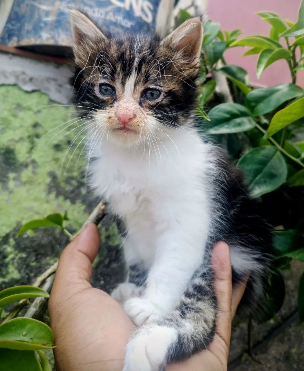 Lindos filhotes de Maine Coon 