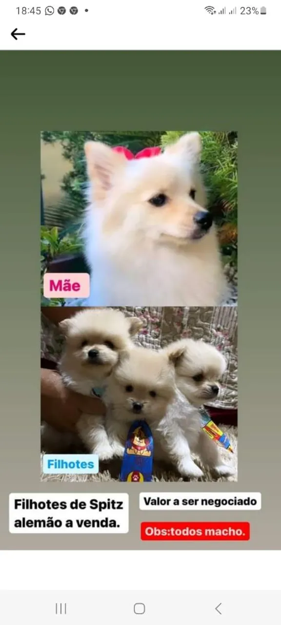 Filhotes de Spitz Alemão Machos à Venda
