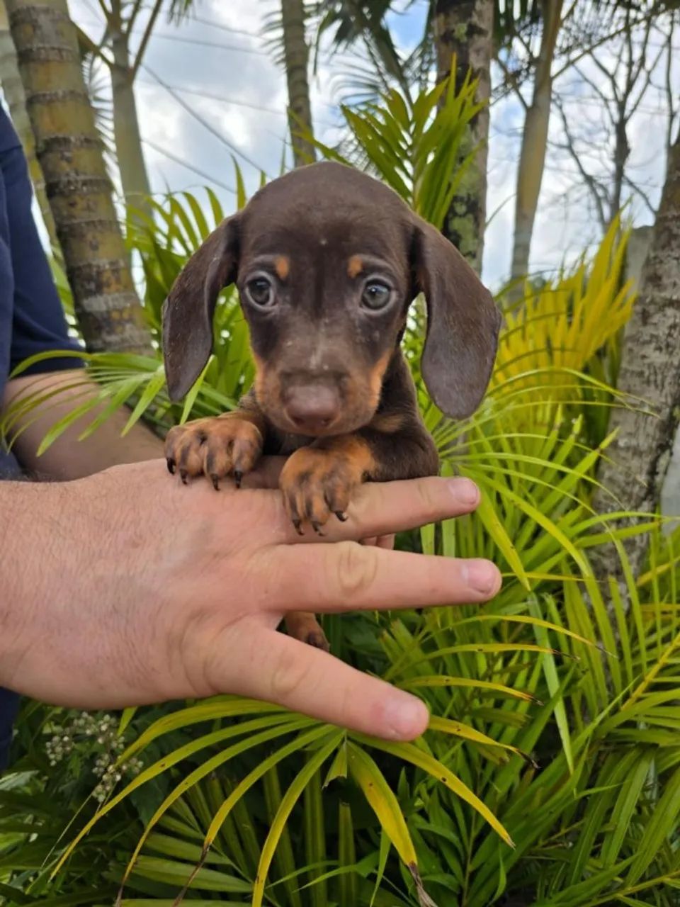 Dachshund: coragem e carinho em equilíbrio - Foto 2