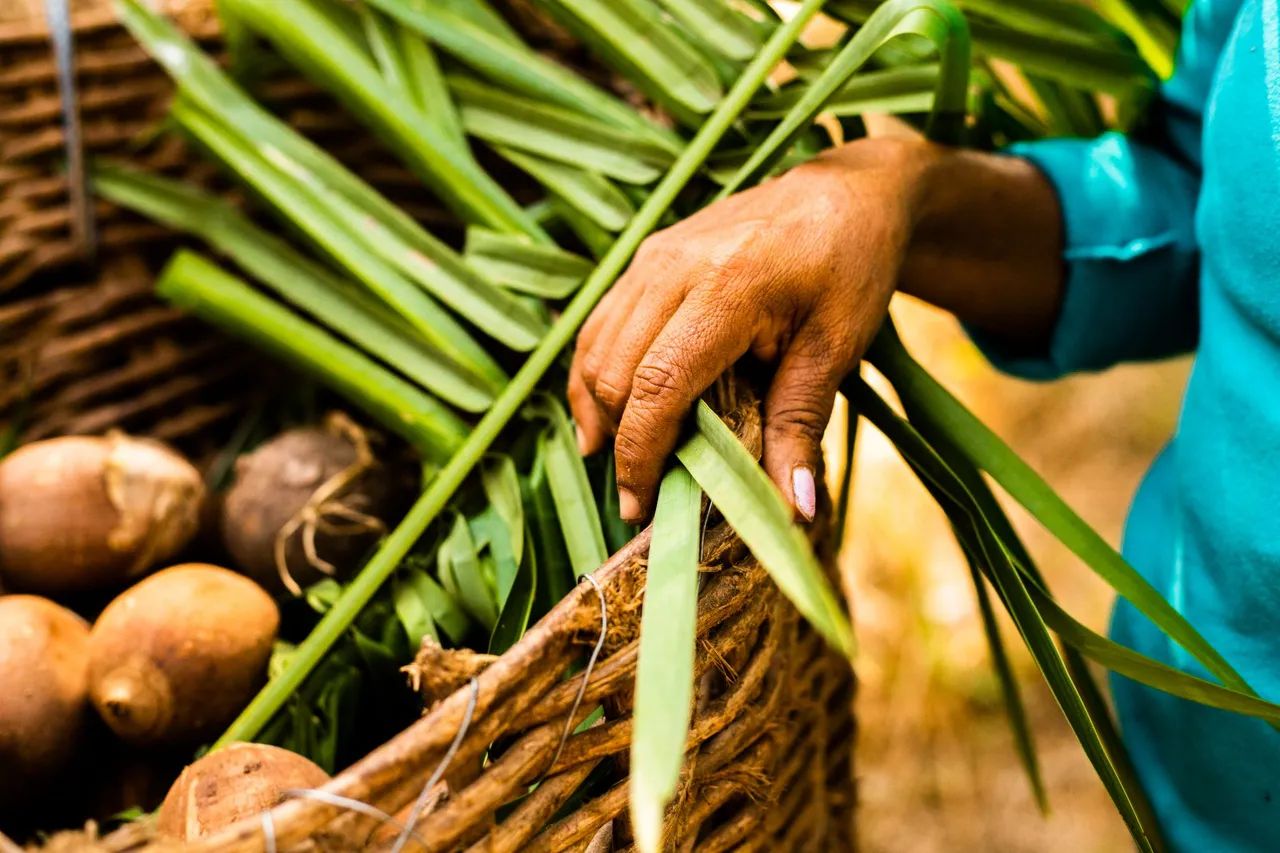 Azeite de côco babaçu original! - Foto 5