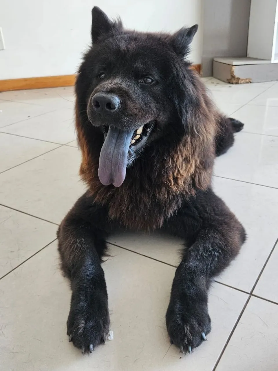 Chow Chow Macho - Pelúcia Negra e Língua Azul