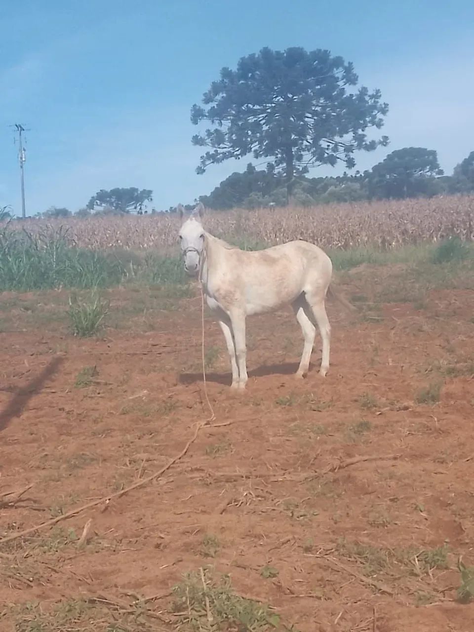 Vende-se (burro)de 10 anos .. 