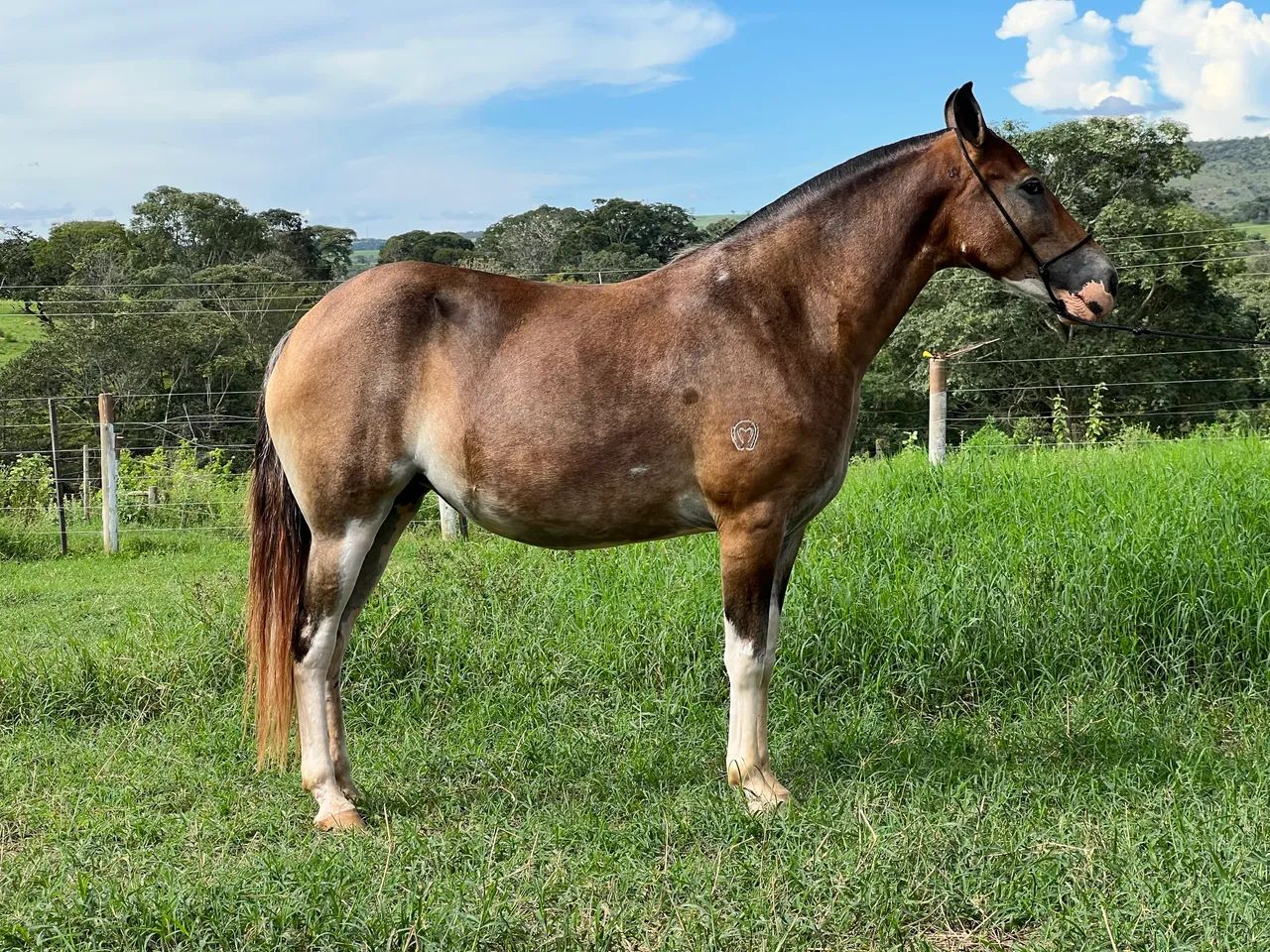 Égua mangalarga marchador - marcha picada  - Foto 3