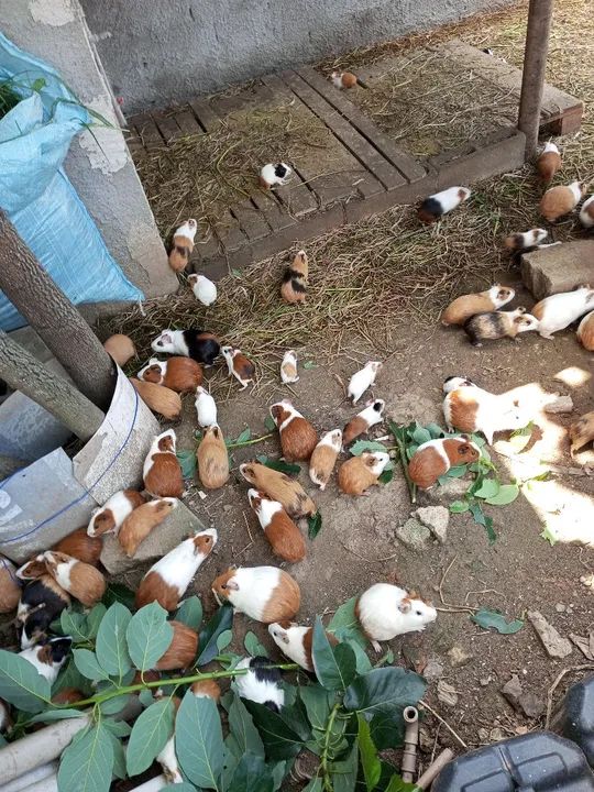 Porquinho da Índia - Foto 3