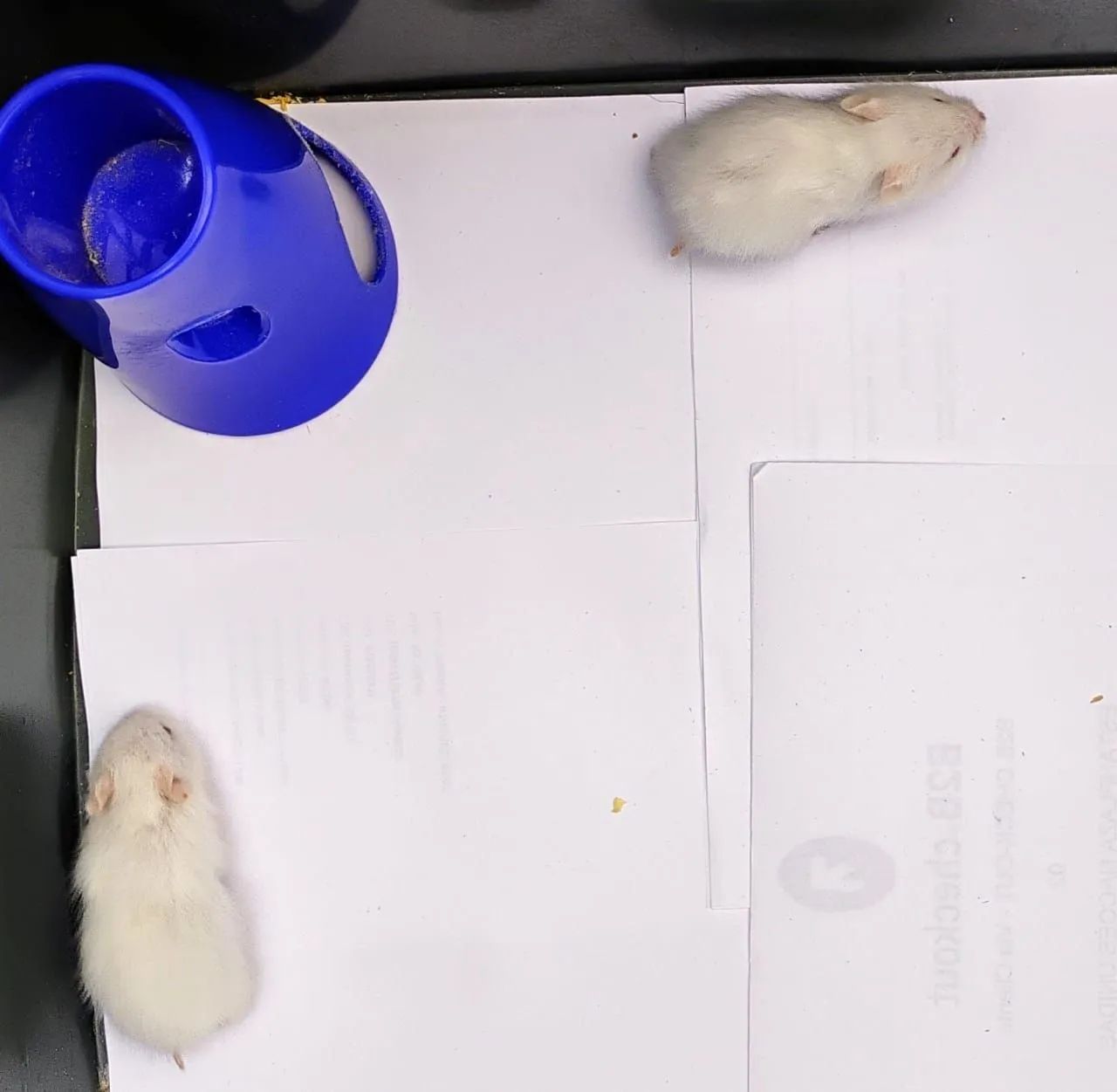 Hamster Sírio / Hamster Angorá Filhotes Disponíveis 