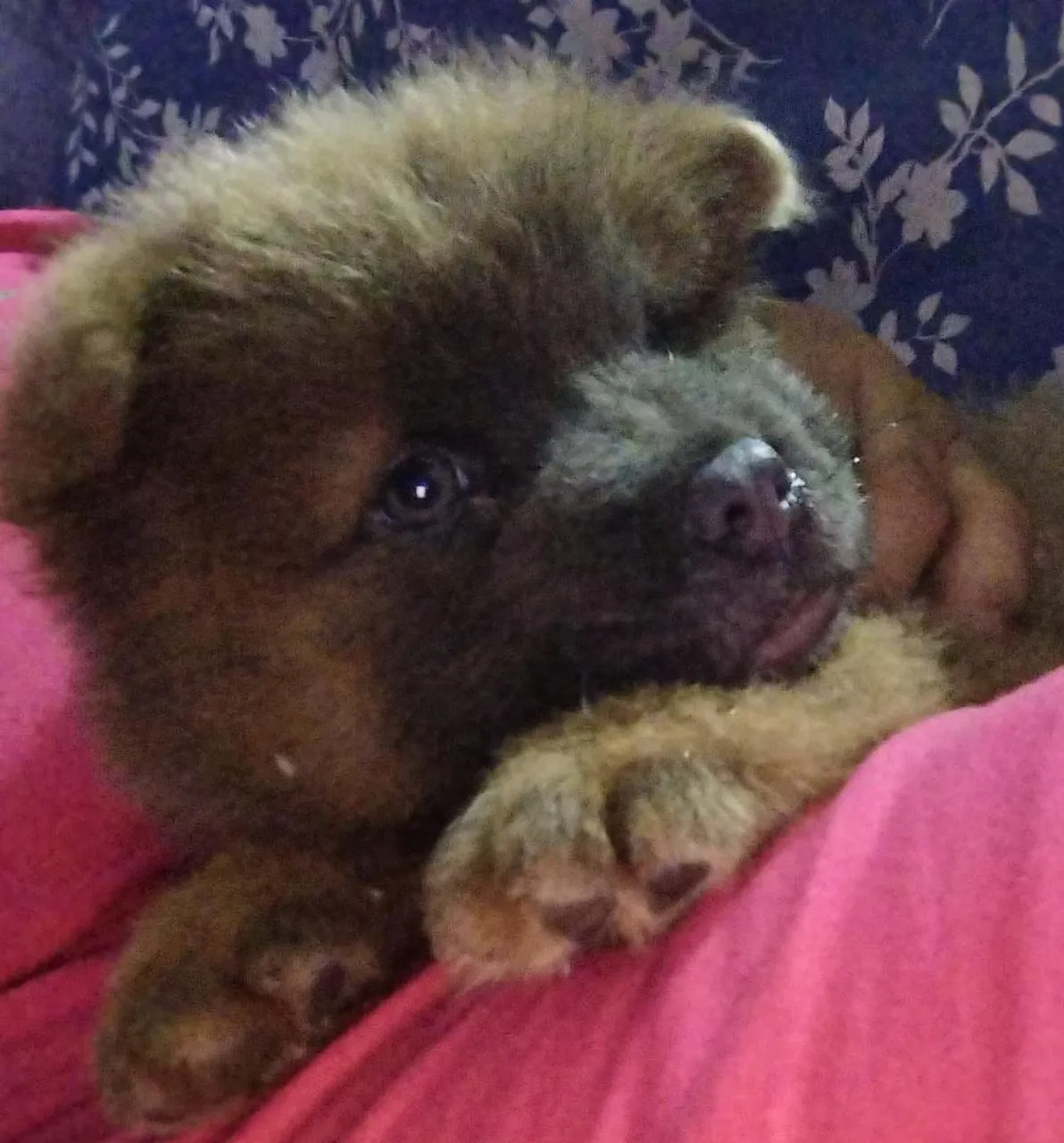 Filhote de Chow-Chow
