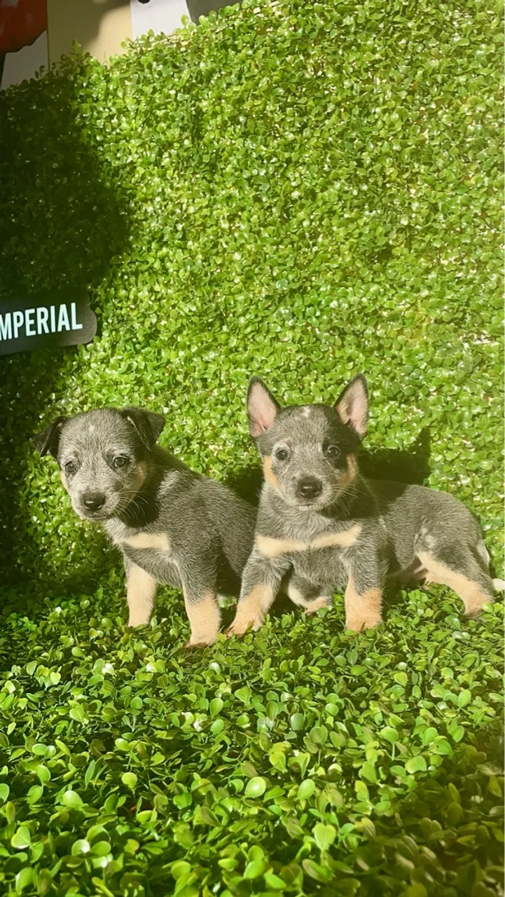 Alerta de Filhote Premium: Blue Heeler Disponível para Reserva!