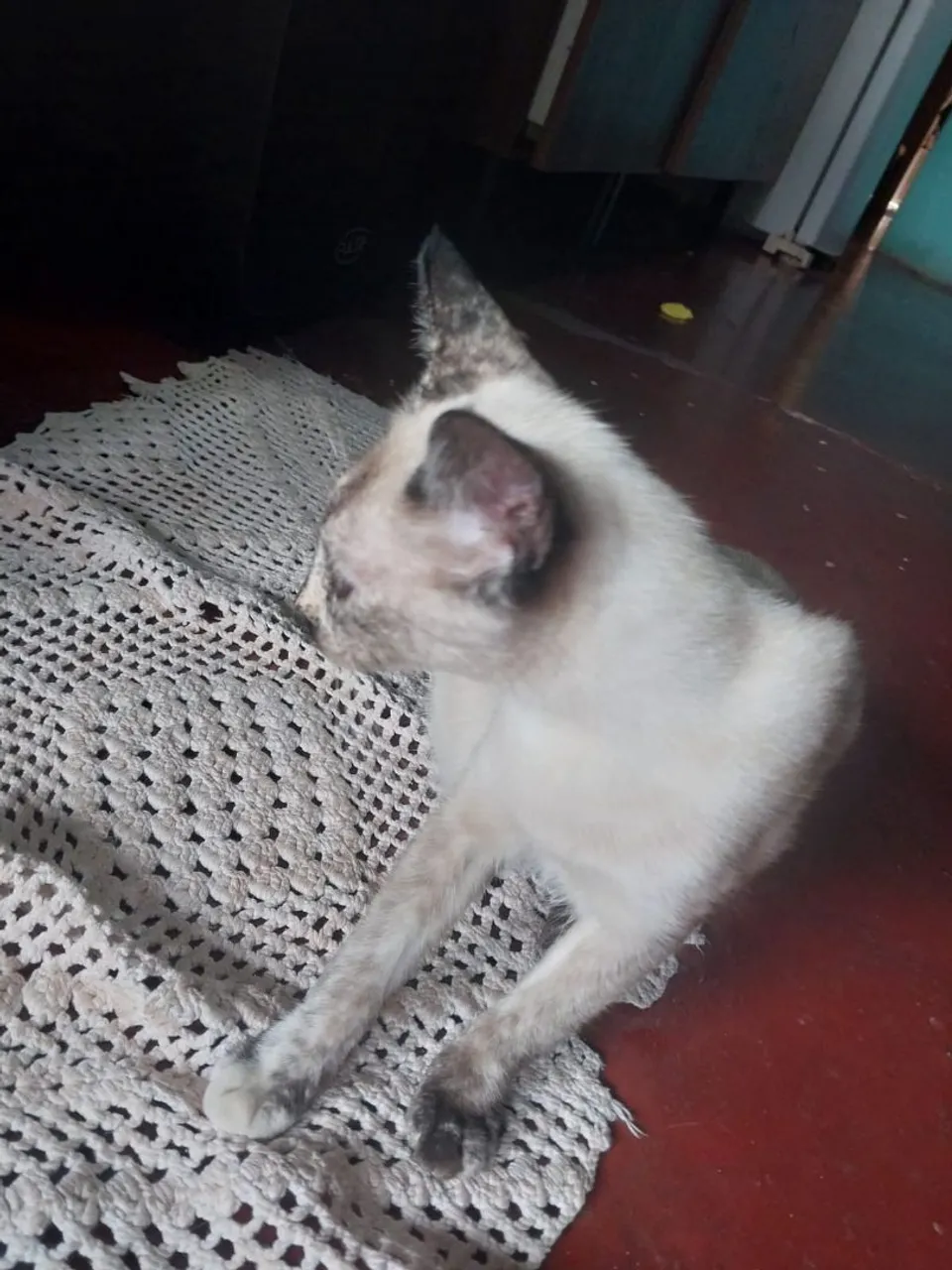 Gatinha filhote para adoção