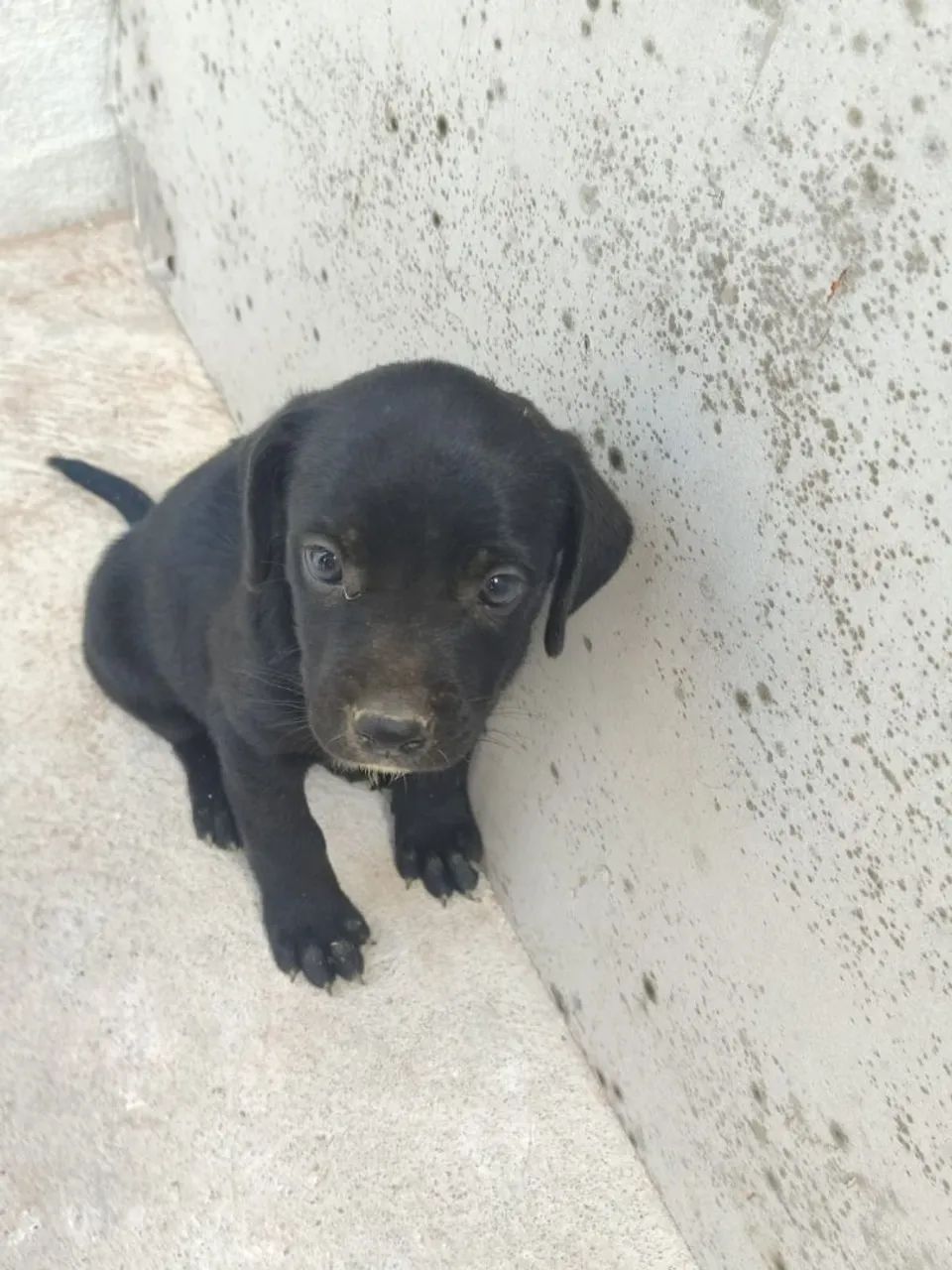 Filhote de cachorro - Foto 4