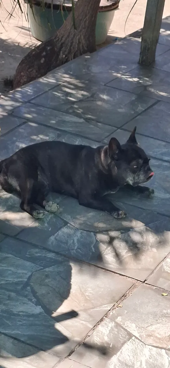 Bulldog Francês
