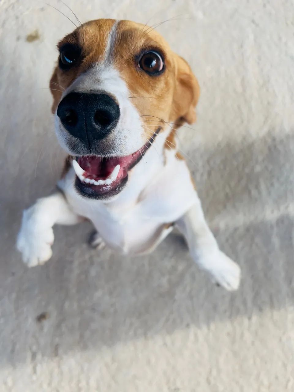 Beagle Fêmea | 7 Meses - Foto 2