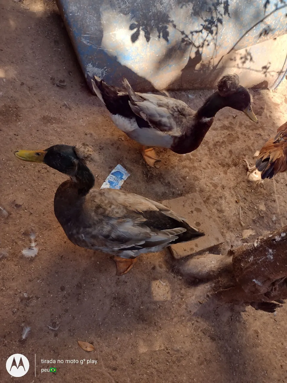 Patos marrecos de pompom na cabeça ornamental