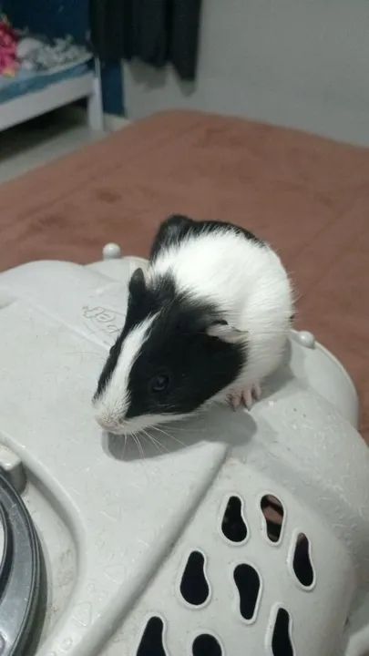 Porquinho da índia  - Foto 3