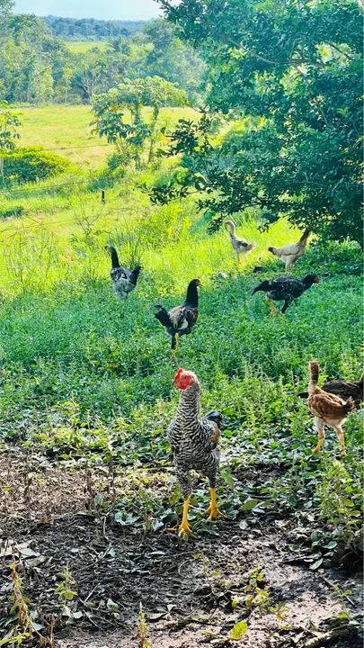 Frangos e galo - Foto 4