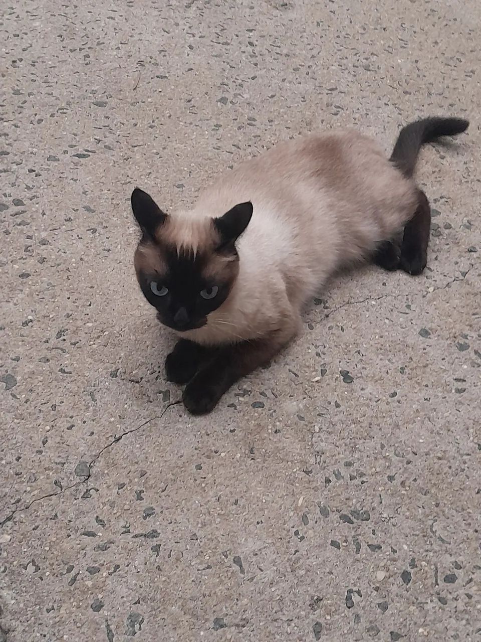 Doando uma gatinha siamesa pura de 1 ano e meio - Foto 5