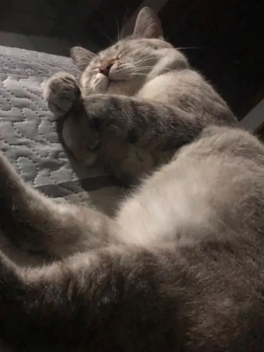 Gato macho 4 anos  - Foto 3