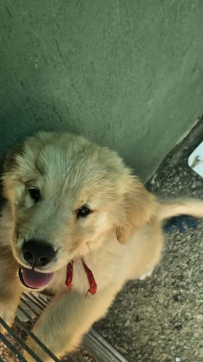 Golden retriever- O Golden dos Seus Sonhos Está Aqui  - Foto 4