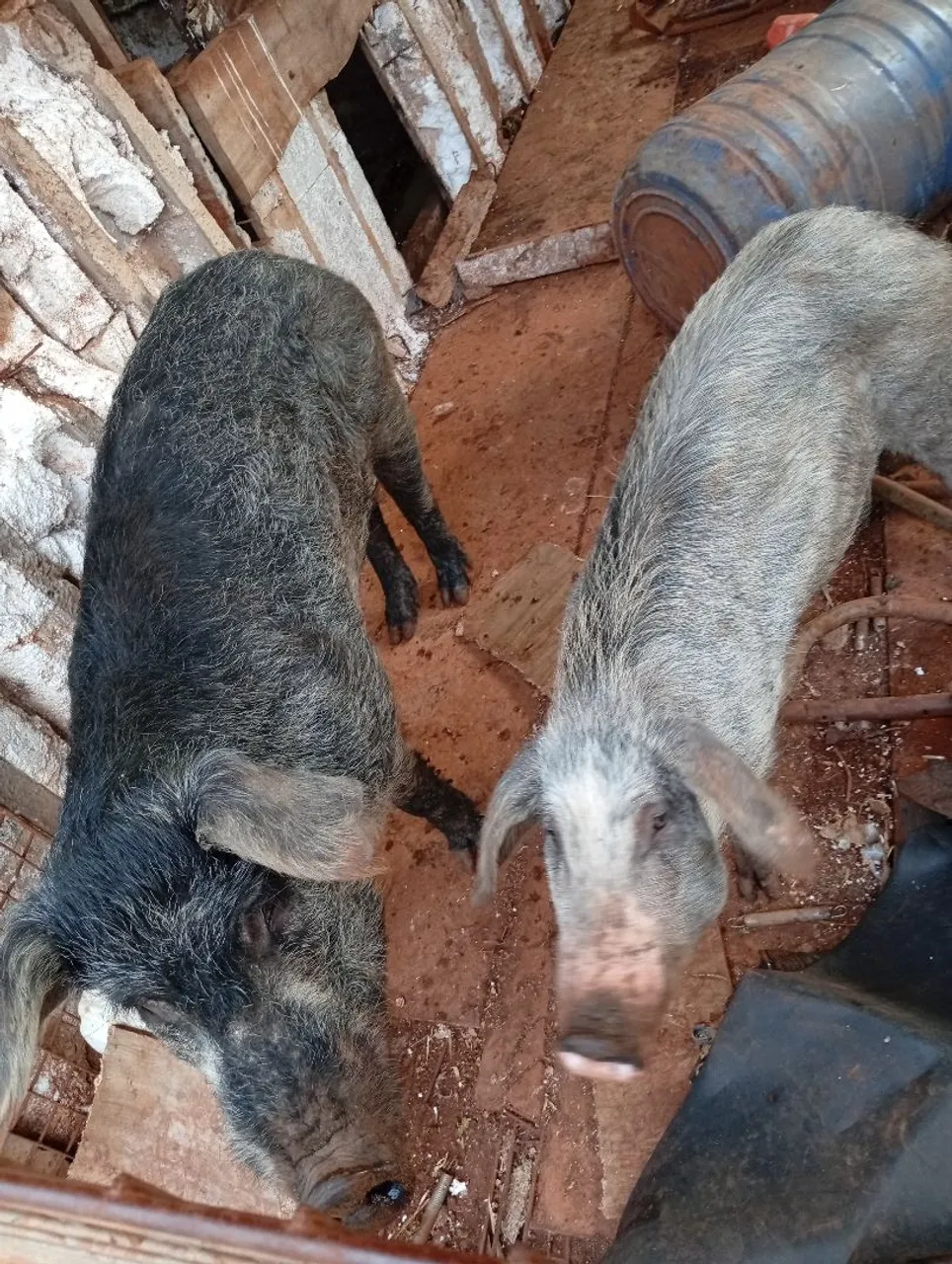 Porcos Moura puros