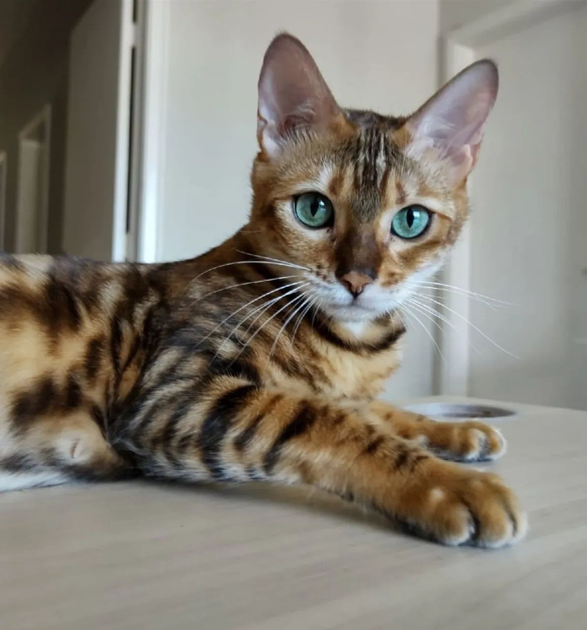Gatos filhotes da raça bengal