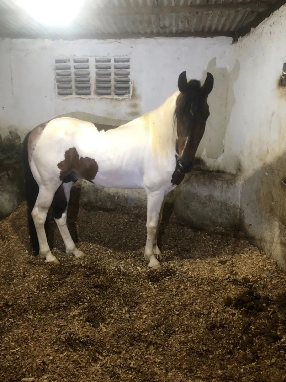 Cavalo Mangalarga Marchado registrado - Foto 3
