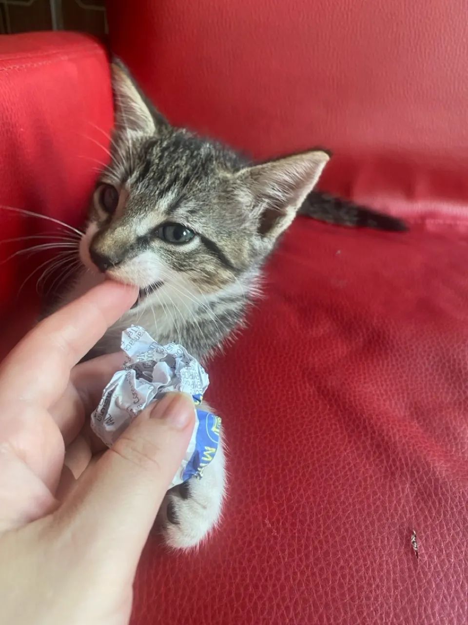 Linda gatinha bebê de olhos cinza  - Foto 6