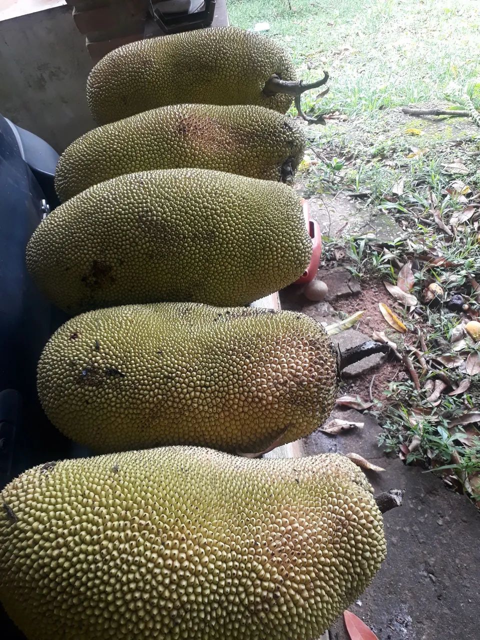 Jacas maduras  - Foto 3