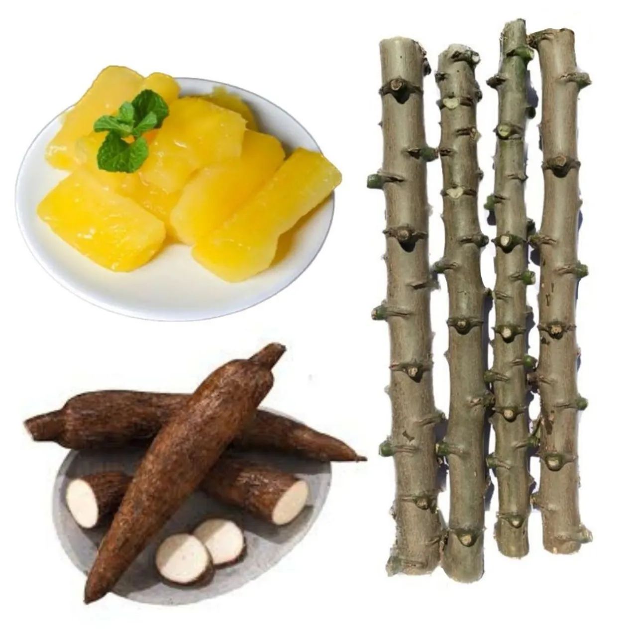 Rama mandioca amarela 