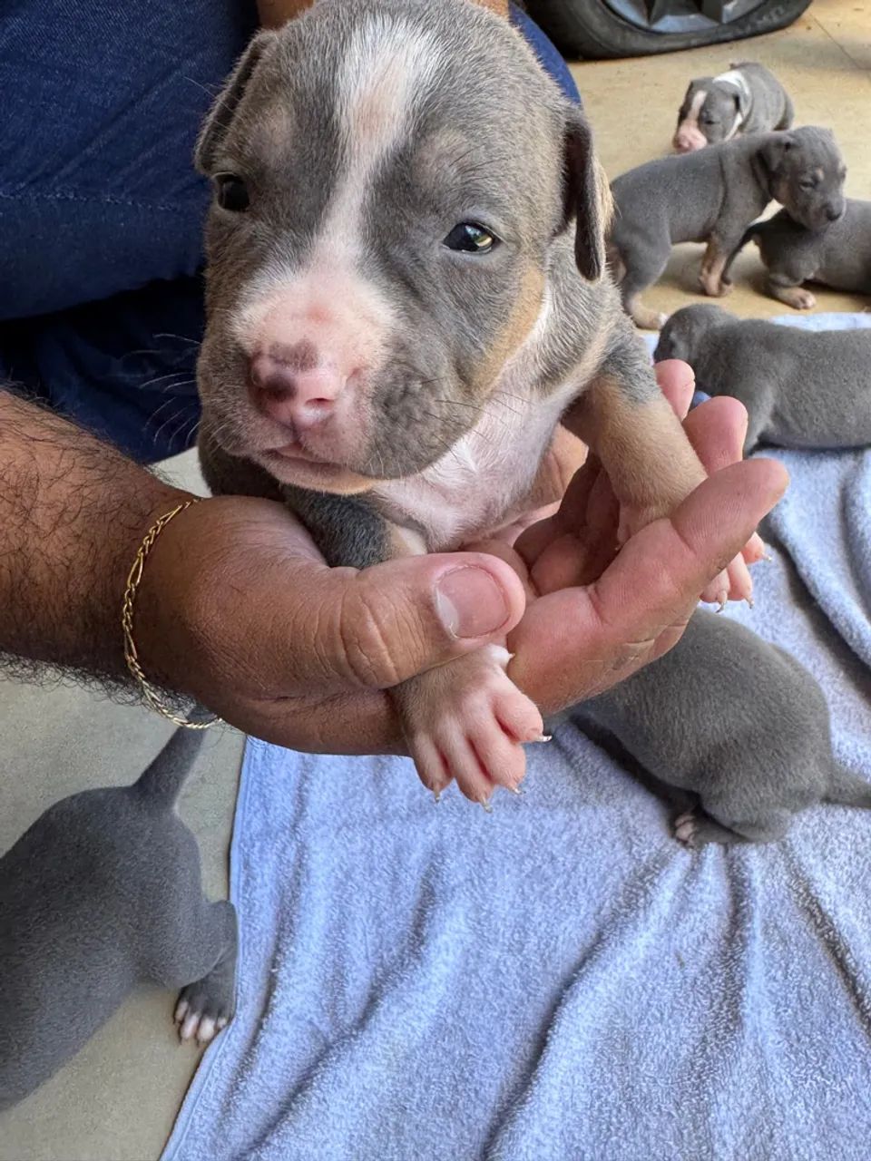 *PitMonster* Venda Disponível! - Foto 3